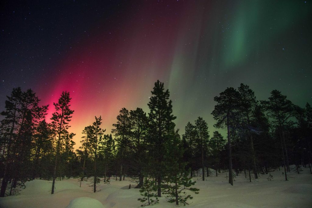 Aurora boreale sopra un bosco di abeti innevato