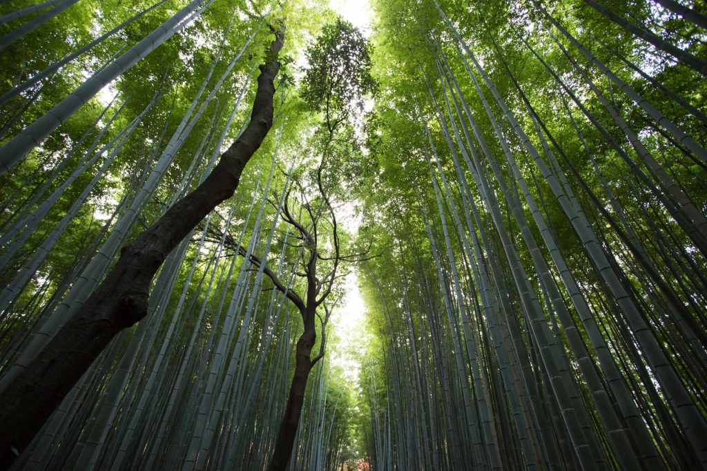 Foresta di bambù attraversata dalla luce