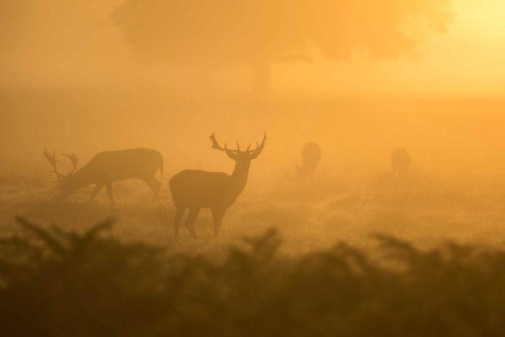 Cervi in controluce nella nebbia dorata