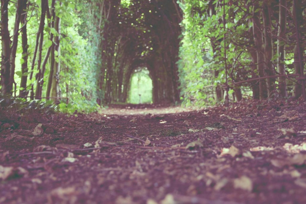 Galleria di alberi che si chiude sopra il sentiero