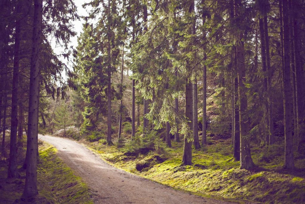 Sentiero che attraversa un bosco di conifere
