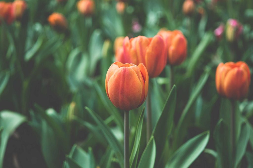 Tulipani arancioni in un campo